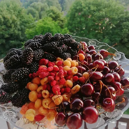 Forest Dream By шляпа 公寓 波利亚纳