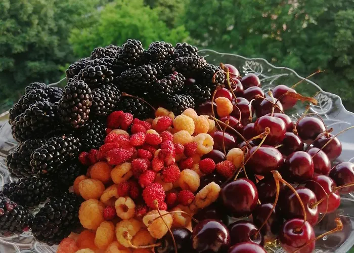 Forest Dream By шляпа 公寓 波利亚纳